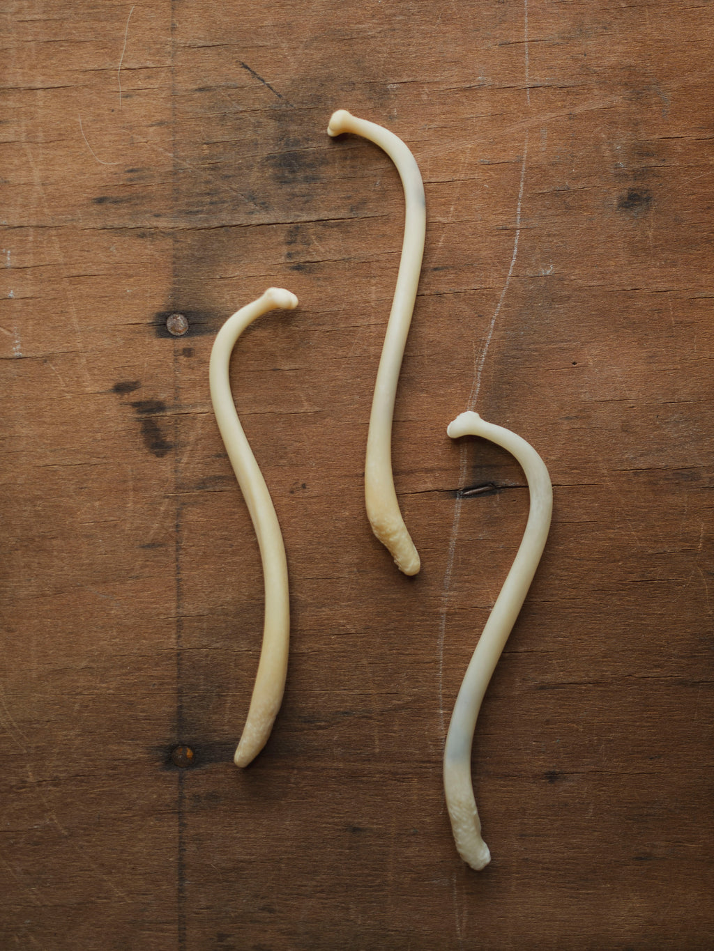 4-4.25" XL Raccoon Baculum, SB02