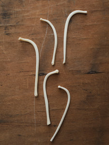 2-3"  Skinny Raccoon Baculum, SB1022