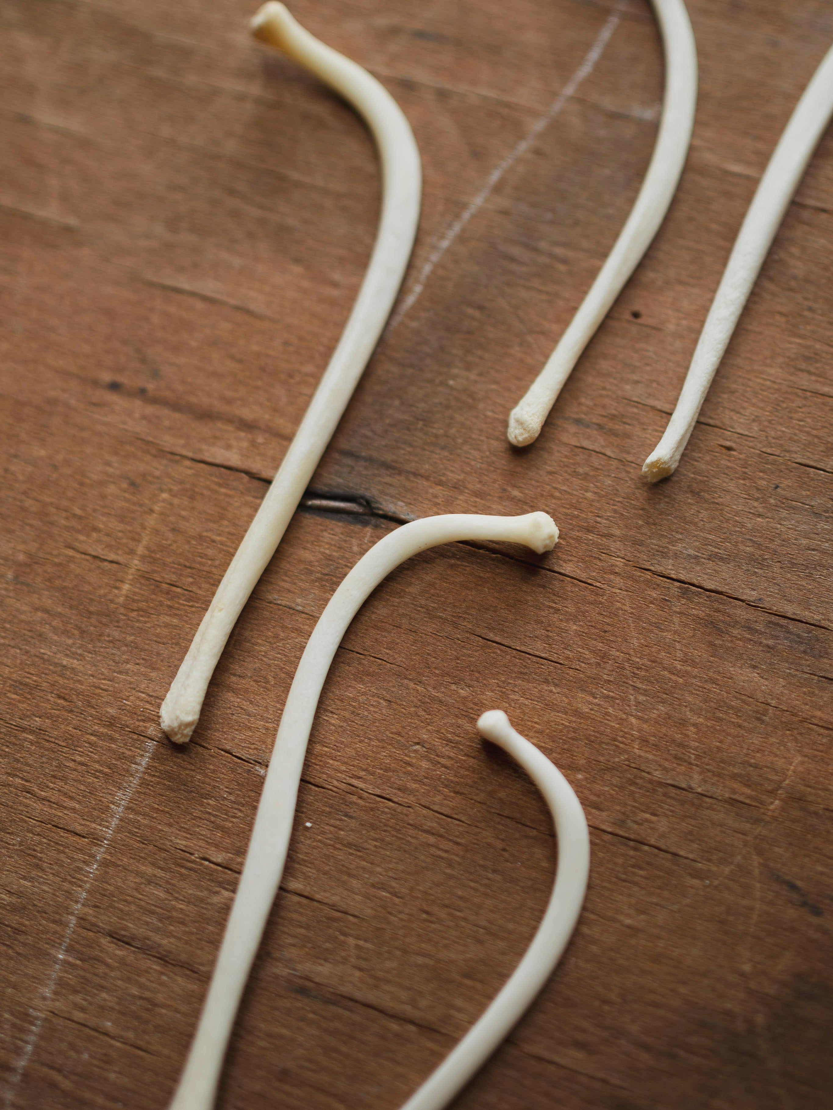 2-3"  Skinny Raccoon Baculum, SB1022
