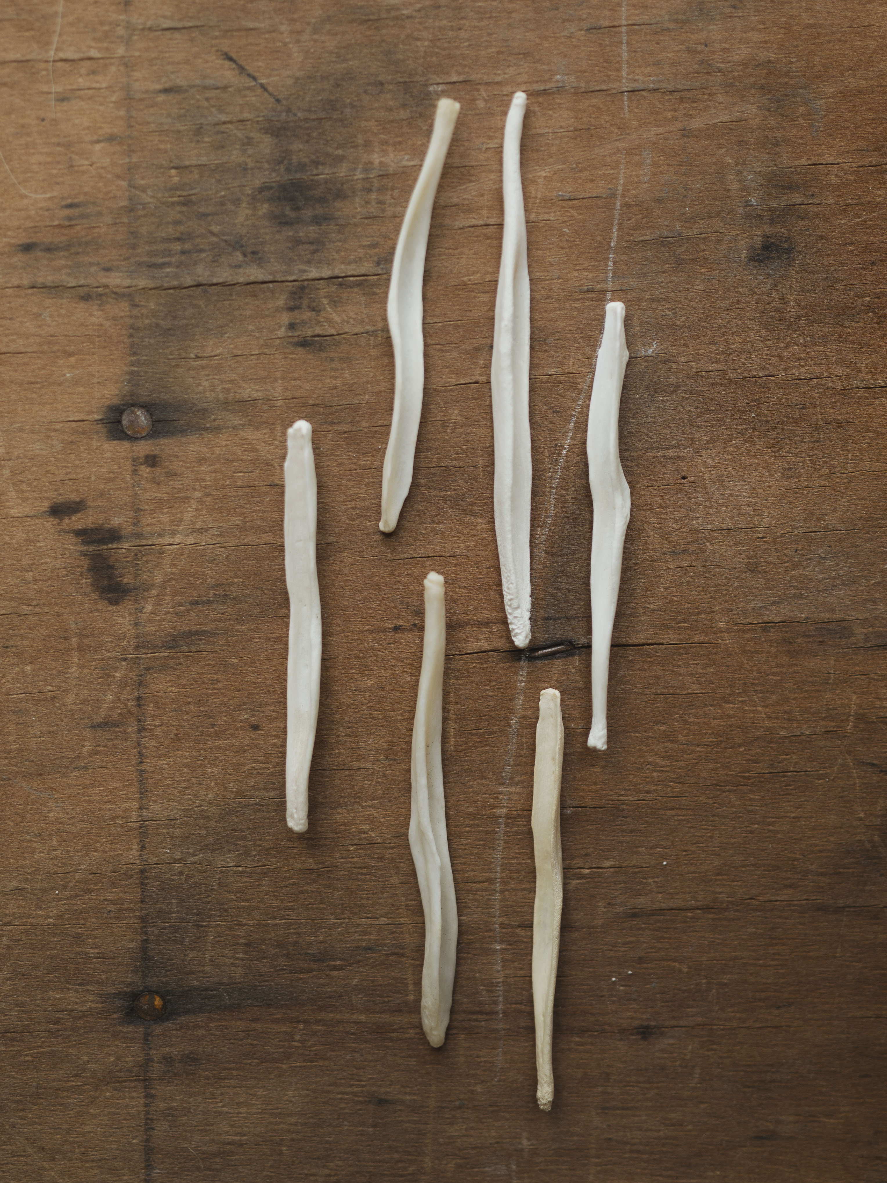 2-3.25" Coyote Baculum, SB1300