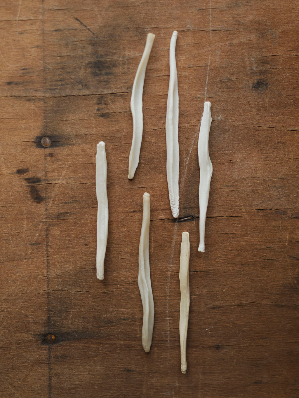 2-3.25" Coyote Baculum, SB1300