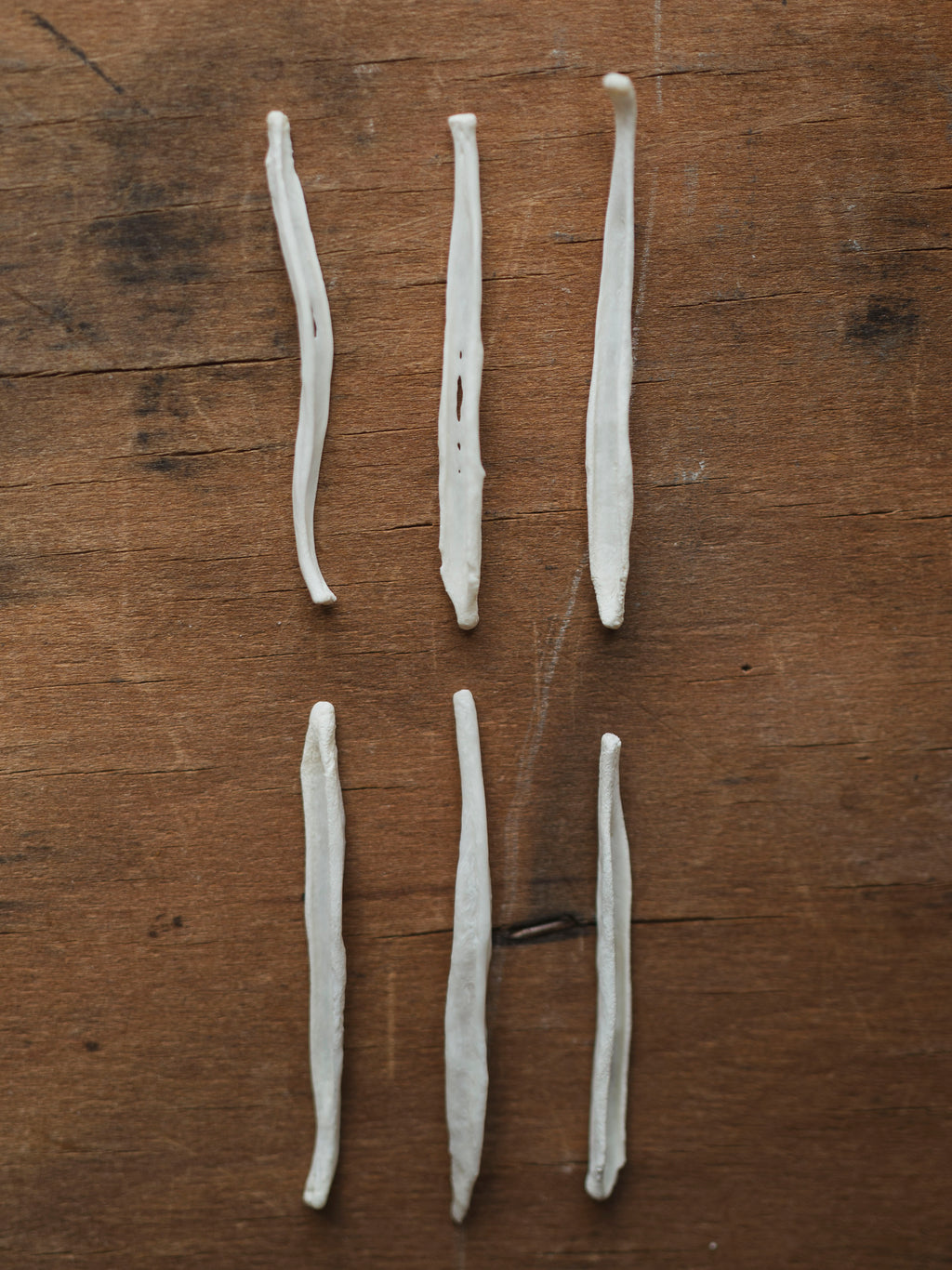 1.5-2" Mink Baculum, SB1019