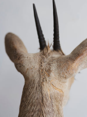 Grey Duiker Shoulder Mount Taxidermy (Daphne), TA344