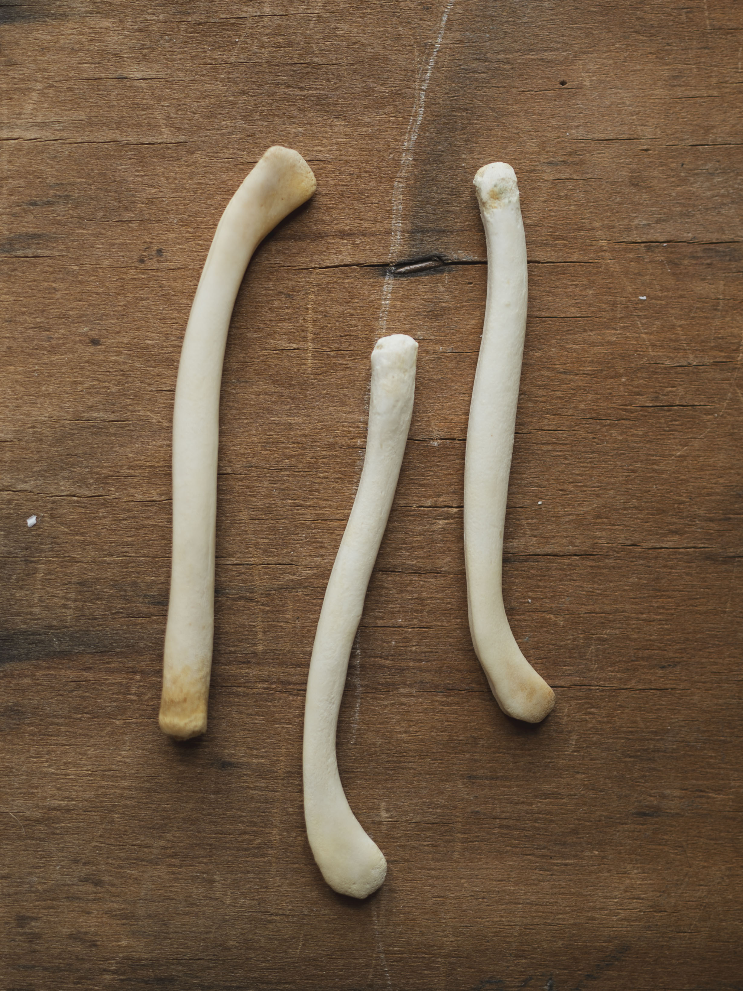 3.25-3.5" Otter Baculum, SB1017