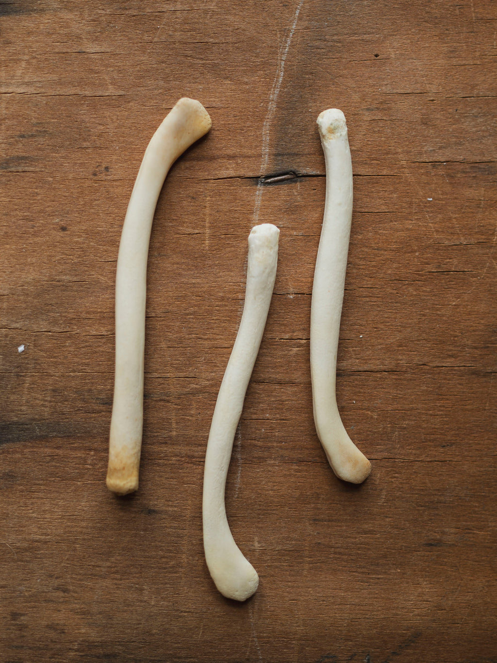 3.25-3.5" Otter Baculum, SB1017