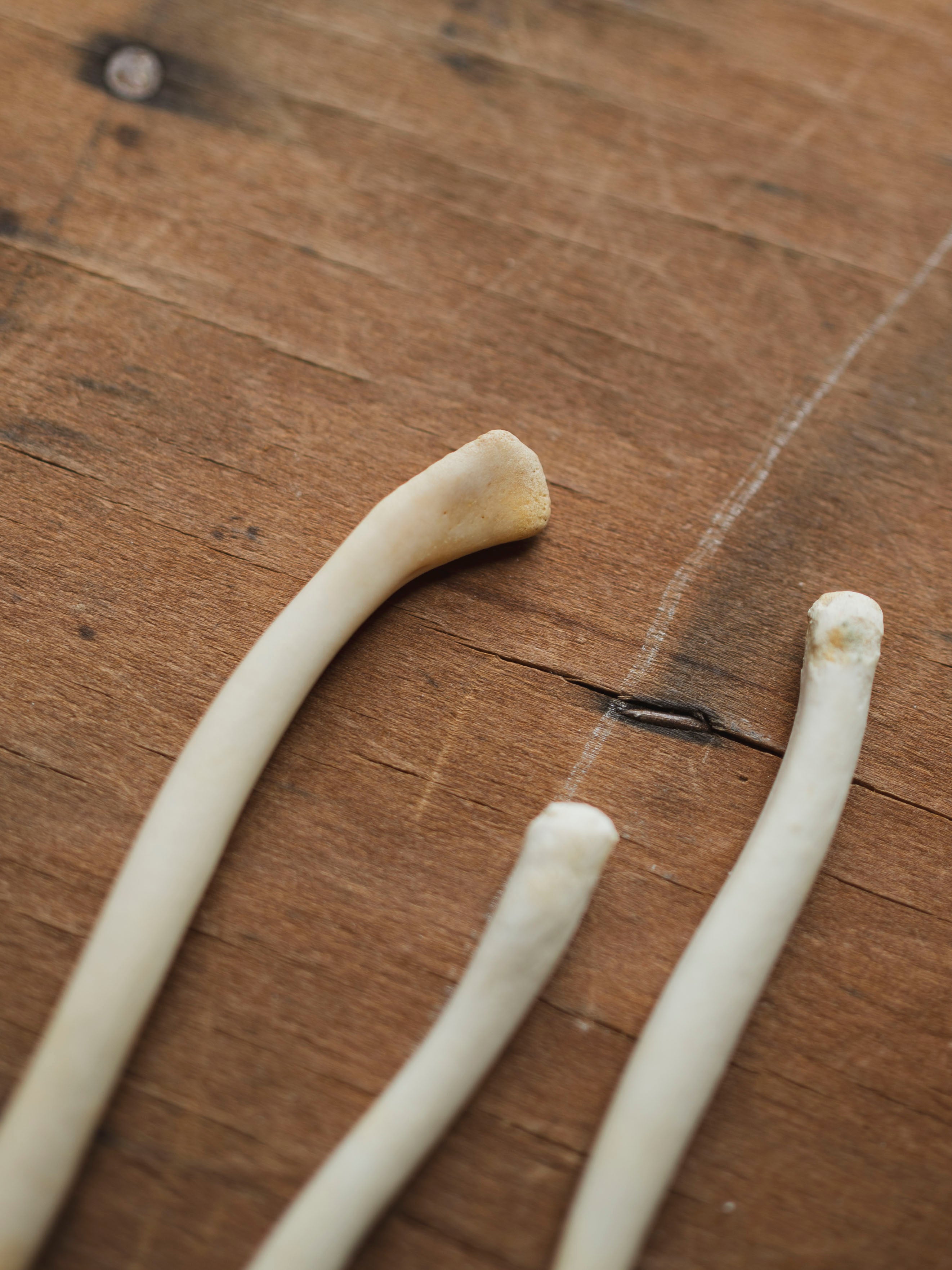 3.25-3.5" Otter Baculum, SB1017
