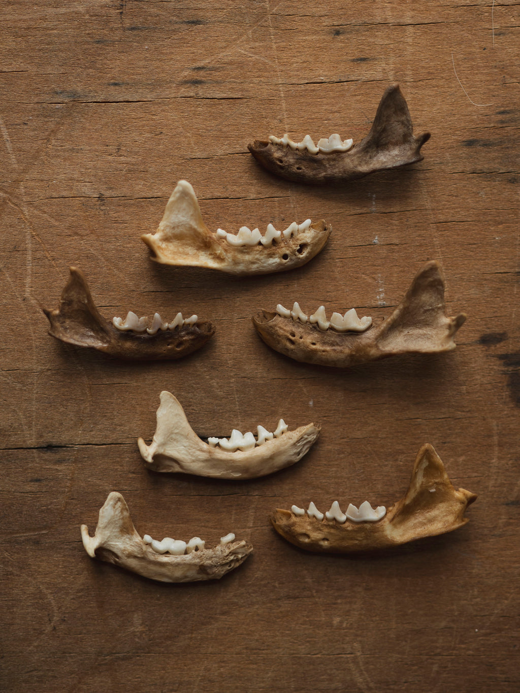 Nature Cleaned Mink Jaw, SB544