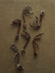 Preserved Starling Foot, PS150