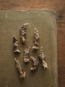 1.5-2" Mummified Muskrat Front Foot, PS504