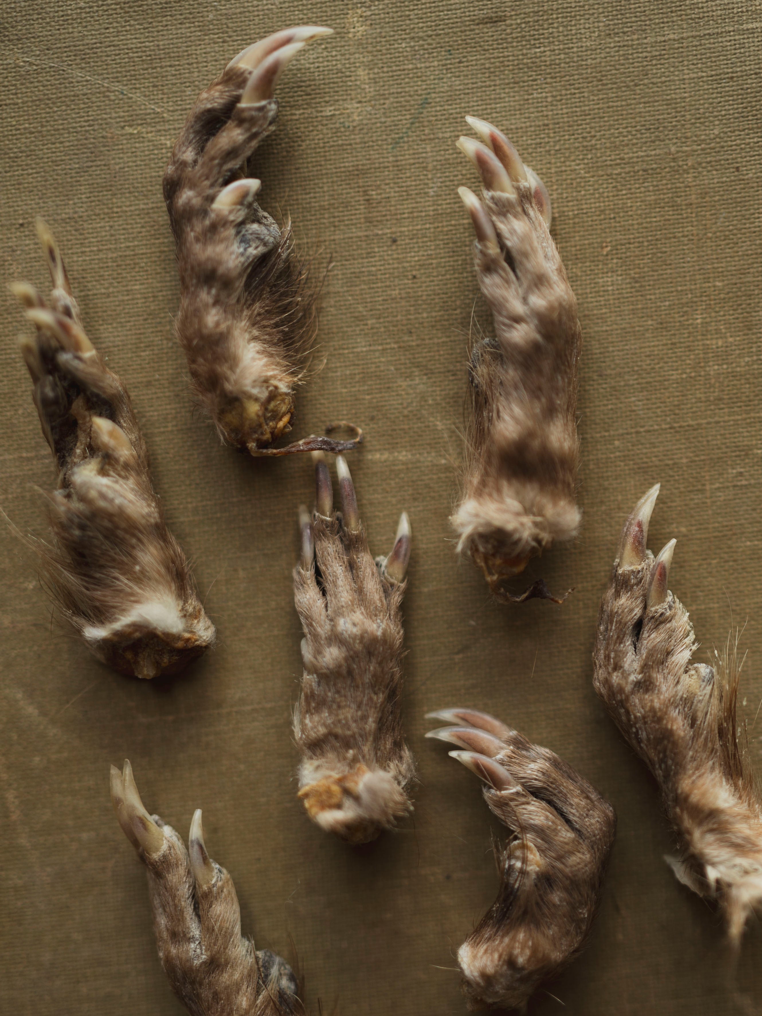 1.5-2" Mummified Muskrat Front Foot, PS504