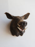 Boar Taxidermy (Brother Oats), TA858