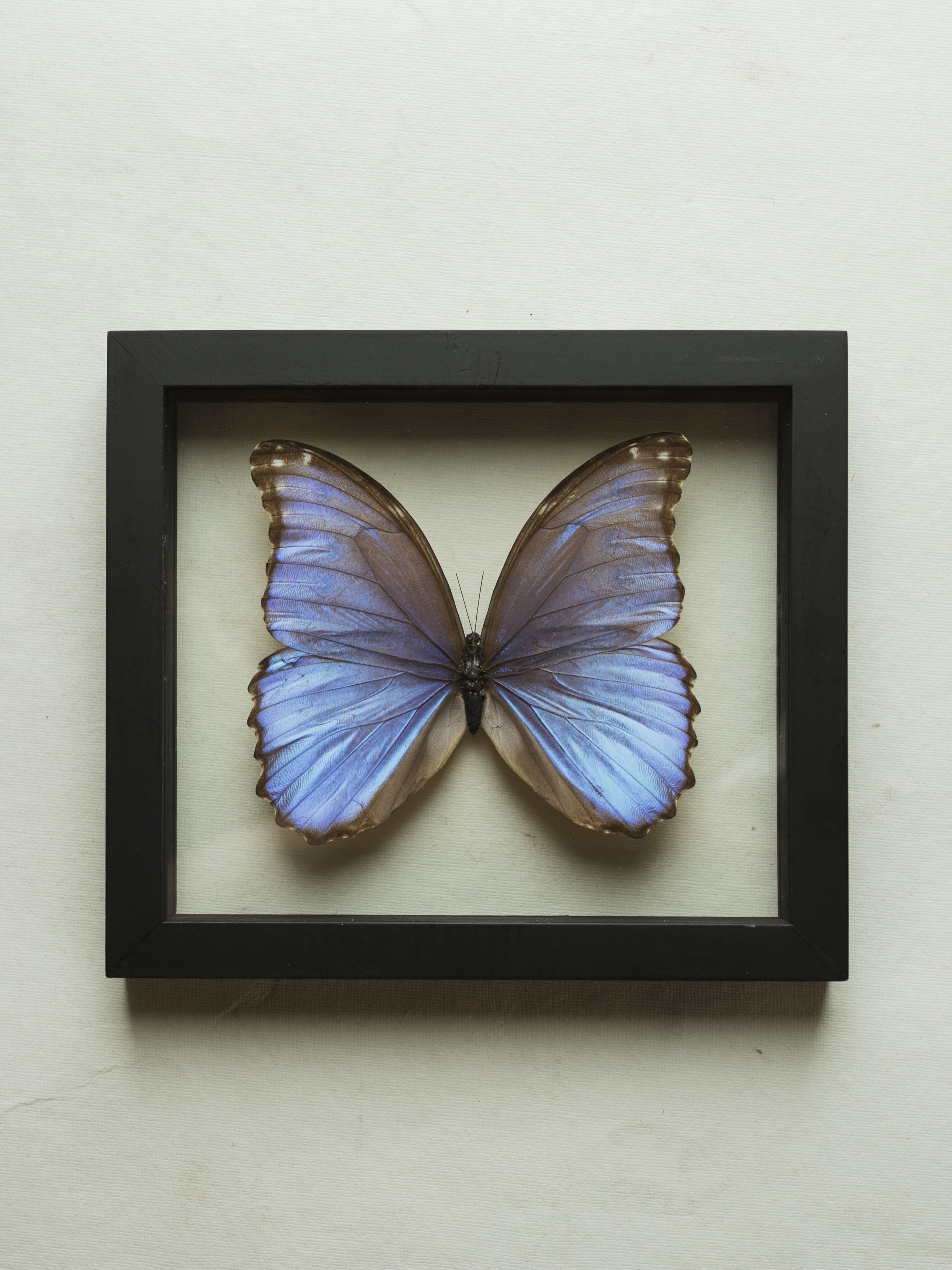 Framed Double Glass Blue Morpho Butterfly, IN627 – Black Moth