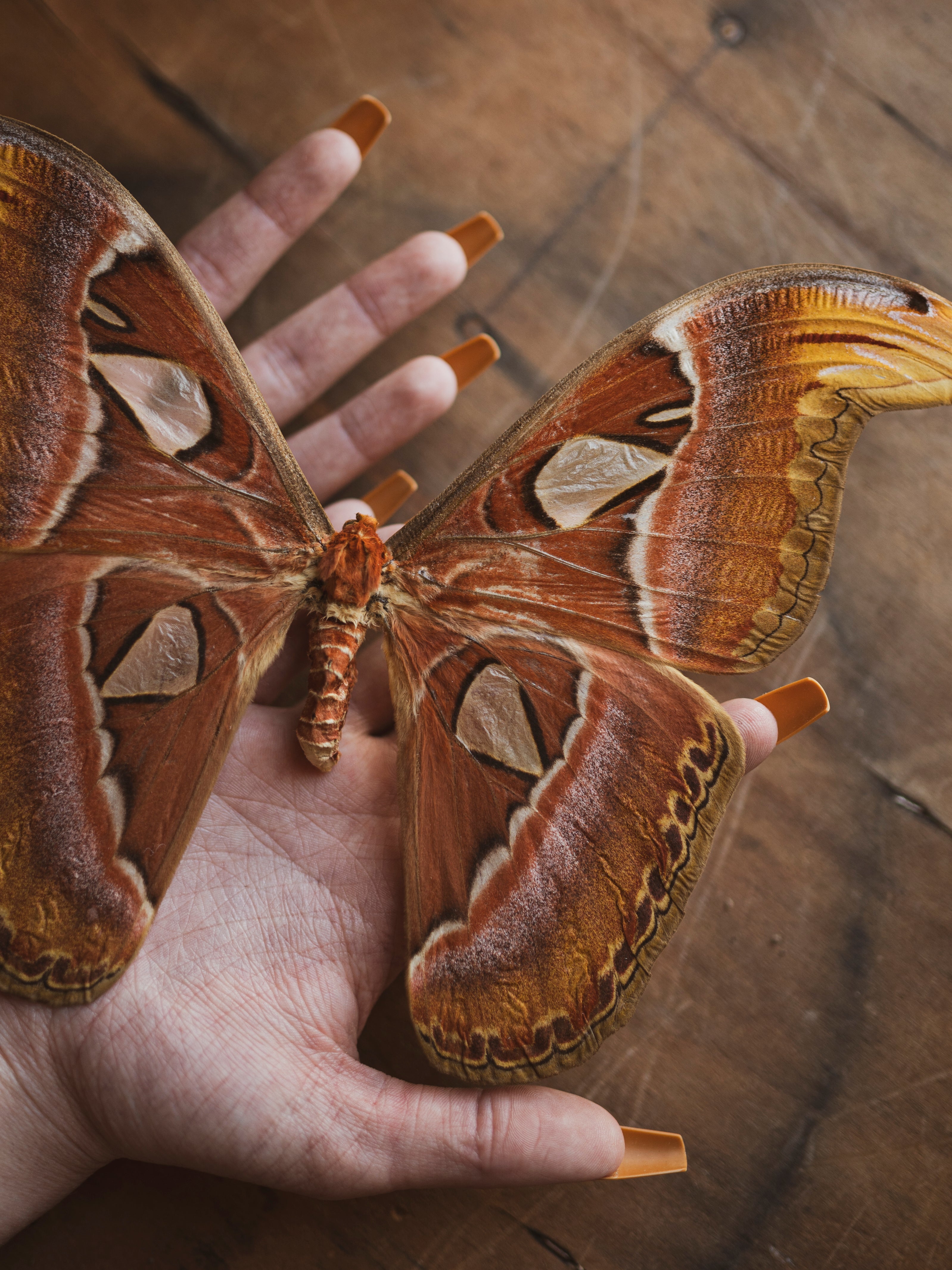 Framed Male and Female Atlas Moth, IN011