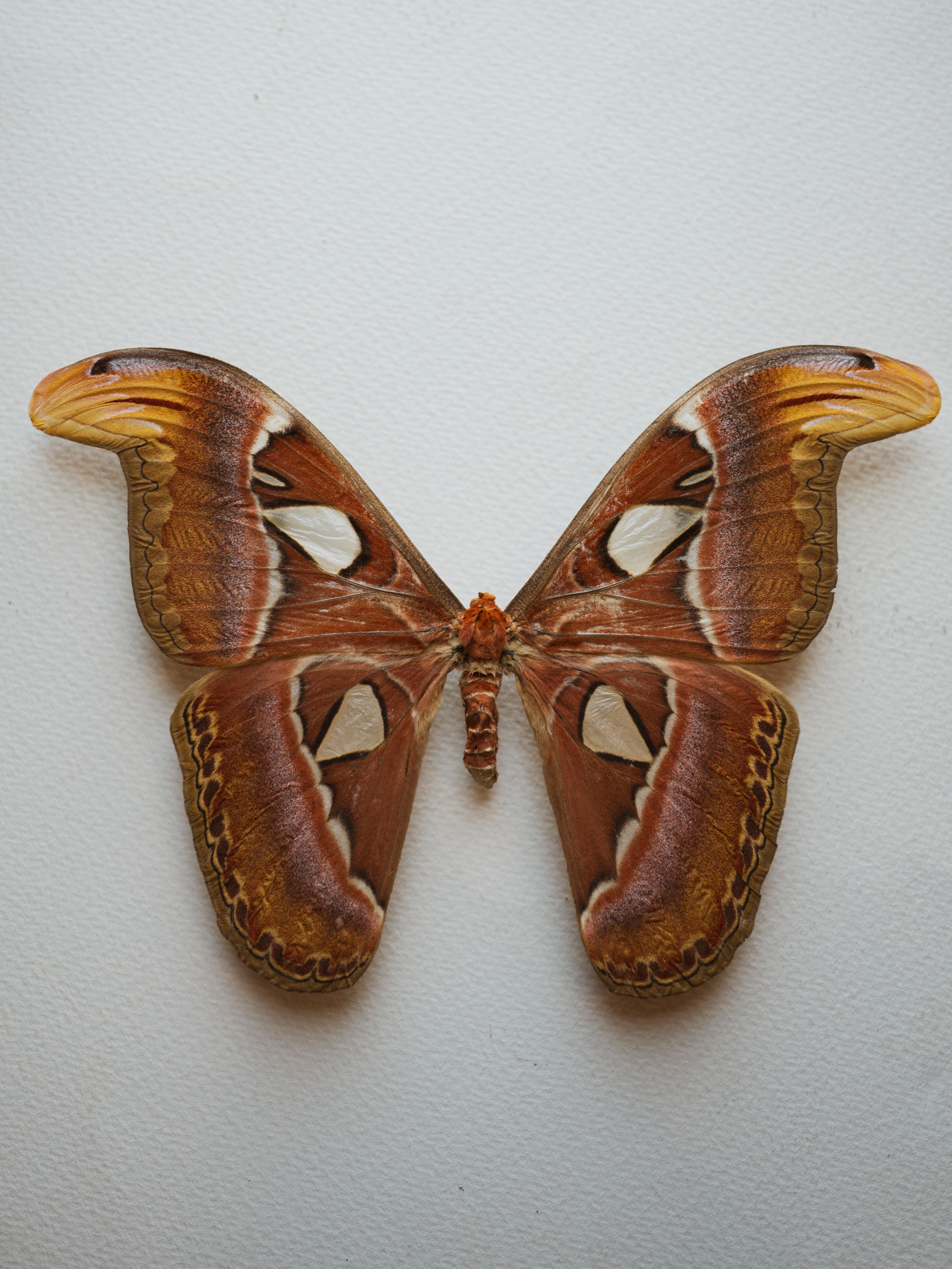 Framed Male and Female Atlas Moth, IN011