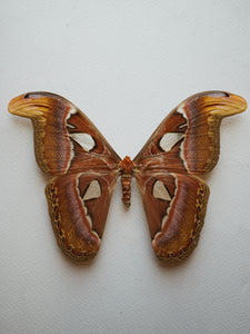 Framed Male and Female Atlas Moth, IN011