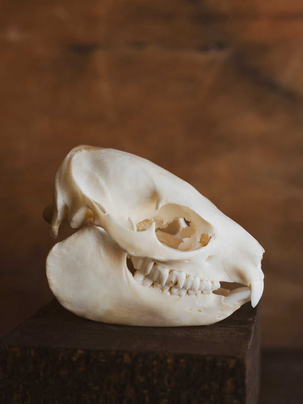 Hyrax Skull, SB959