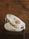 Hyrax Skull, SB959
