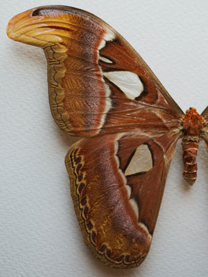 Framed Male and Female Atlas Moth, IN011