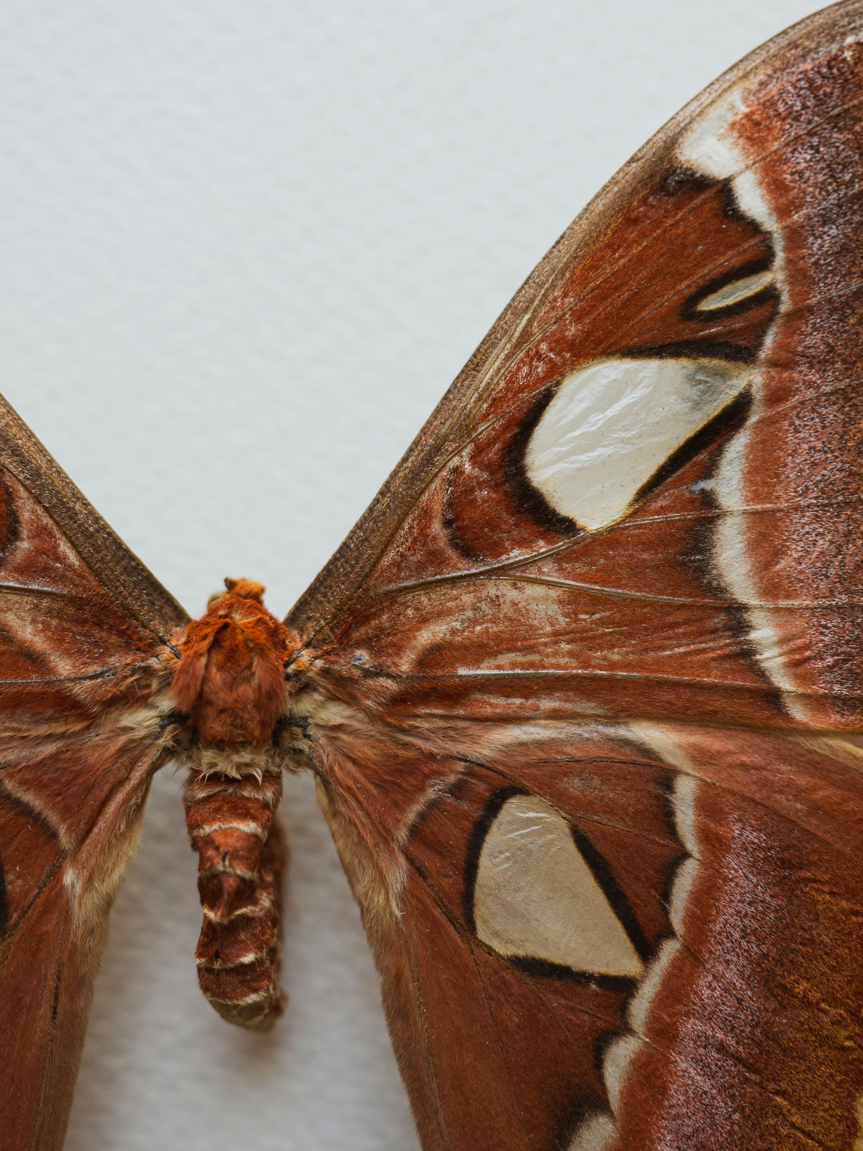 Framed Male and Female Atlas Moth, IN011