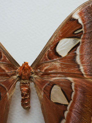 Framed Male and Female Atlas Moth, IN011