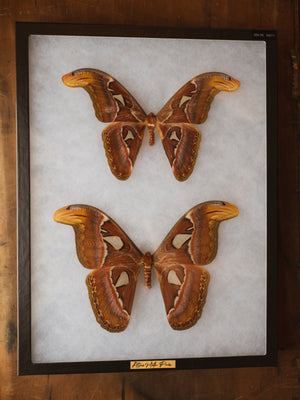 Framed Male and Female Atlas Moth, IN011