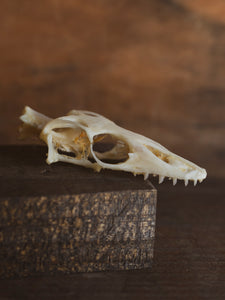 Black Throat Water Monitor Skull Top, SB1009