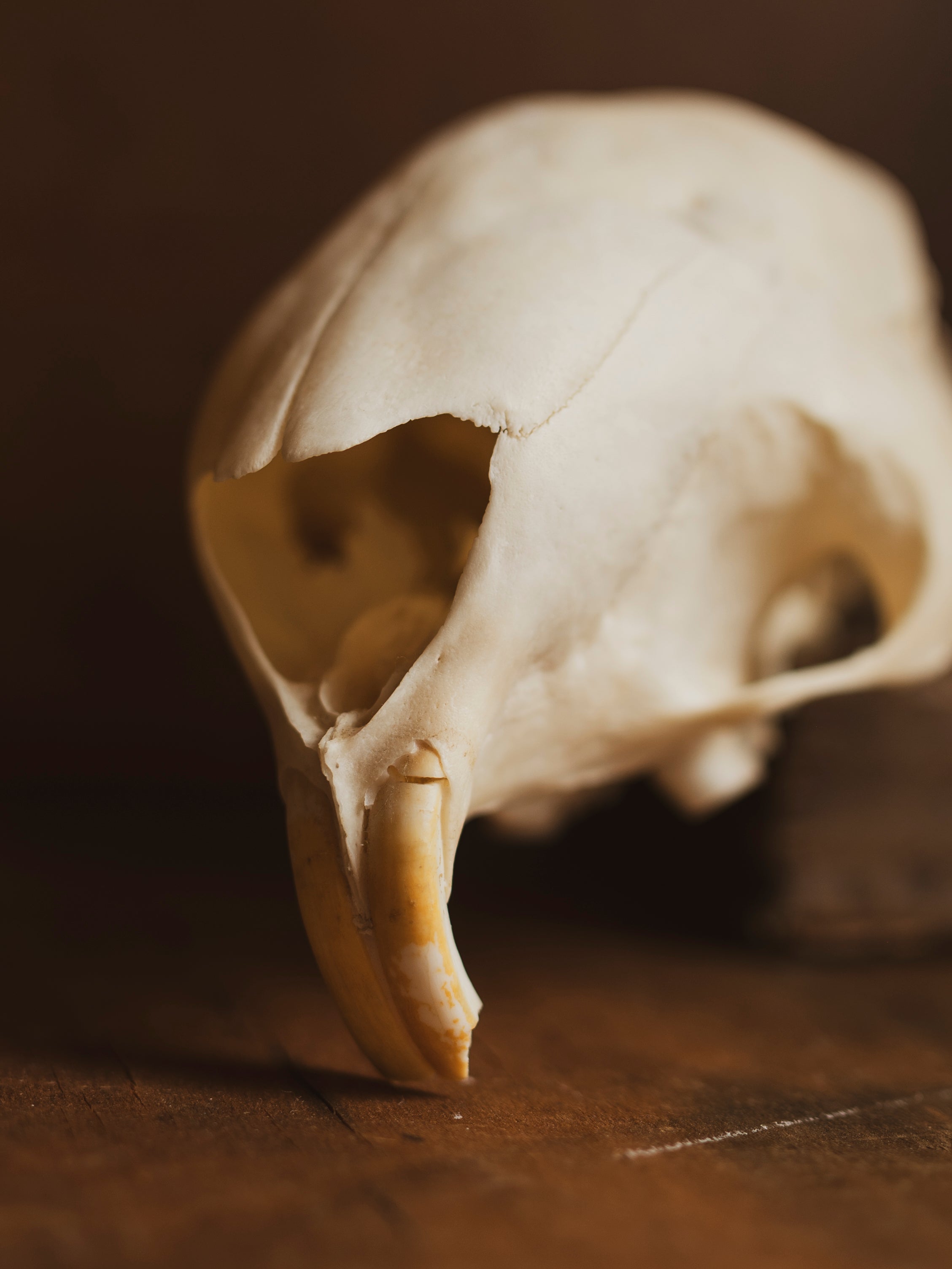African Crested Porcupine Skull Top, SB944