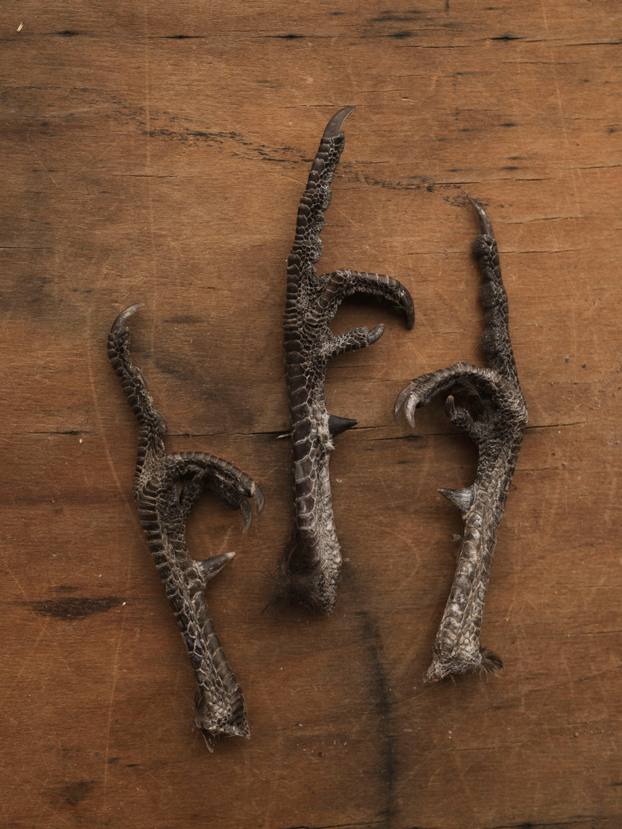 Preserved F U Turkey Foot, PS99 – Black Moth