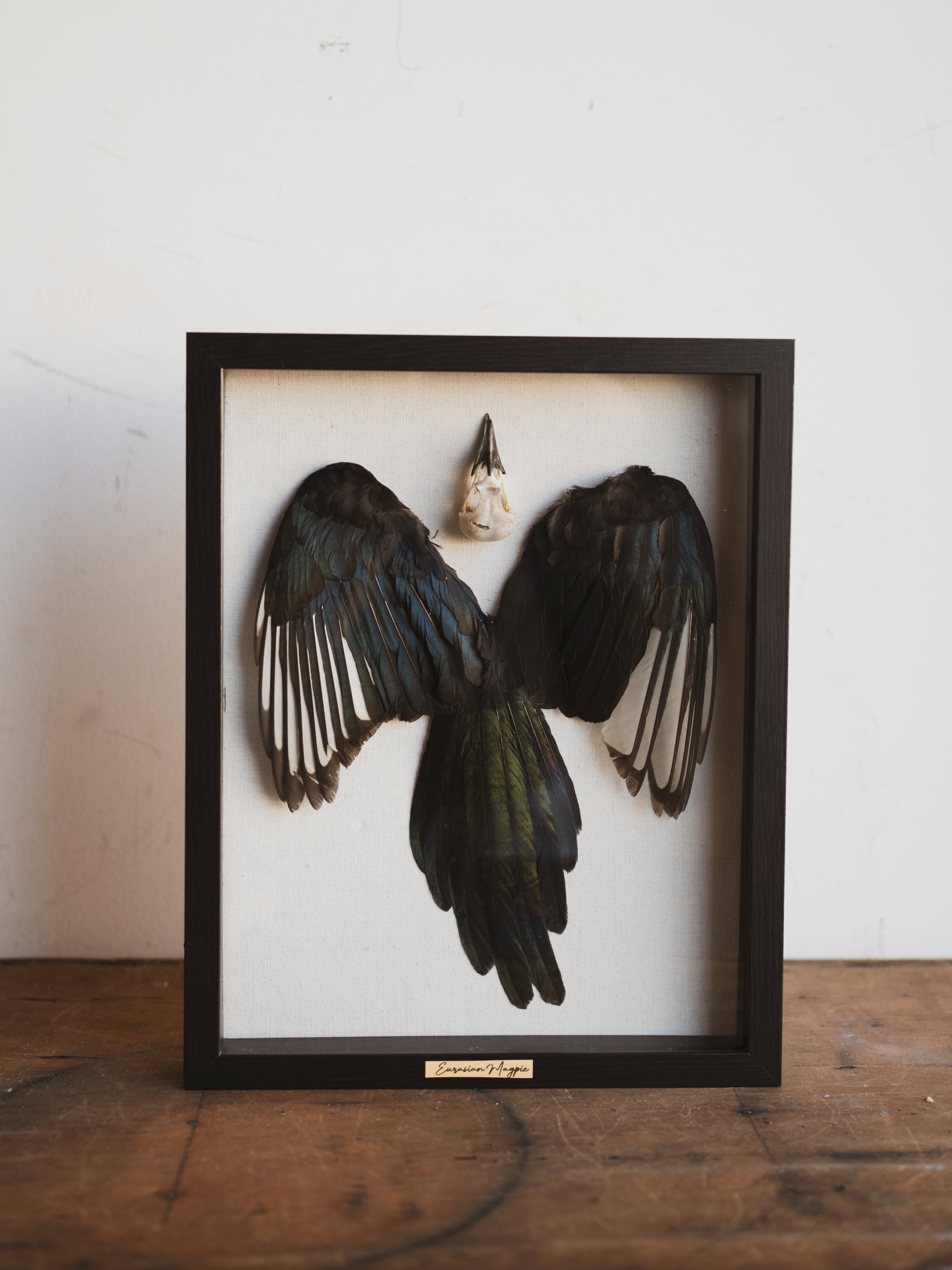 15x12" Framed Magpie Skull, Feathers and Tail, SB0126