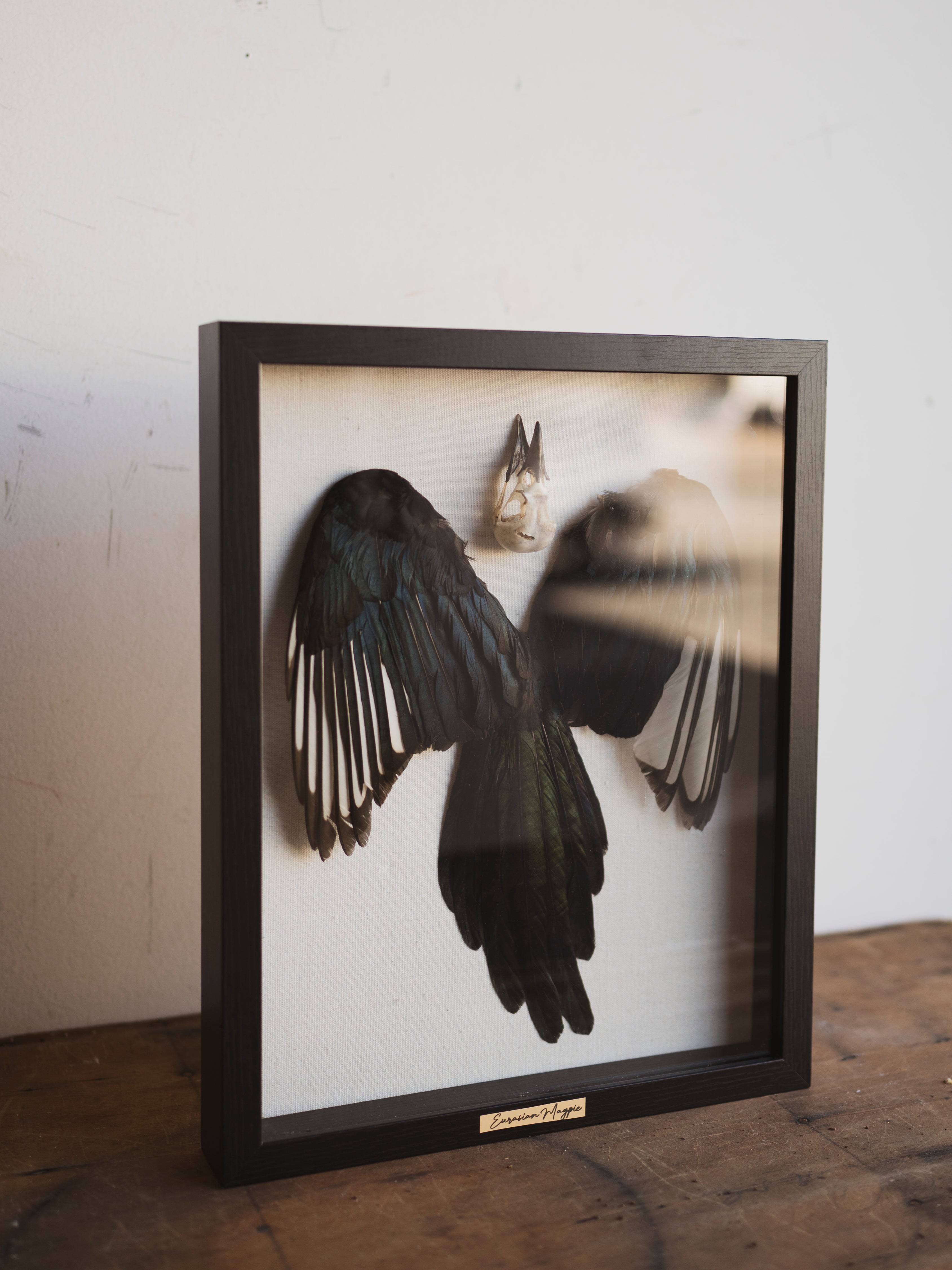 15x12" Framed Magpie Skull, Feathers and Tail, SB0126