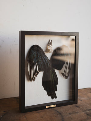 15x12" Framed Magpie Skull, Feathers and Tail, SB0126