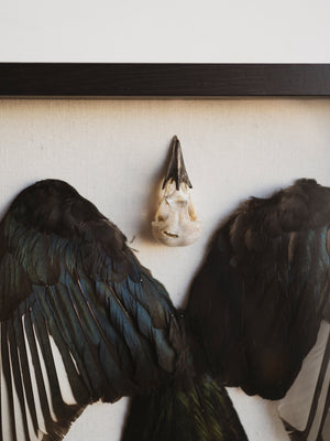 15x12" Framed Magpie Skull, Feathers and Tail, SB0126