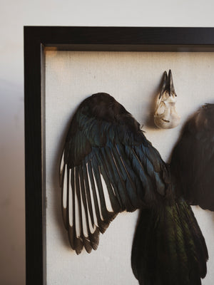 15x12" Framed Magpie Skull, Feathers and Tail, SB0126