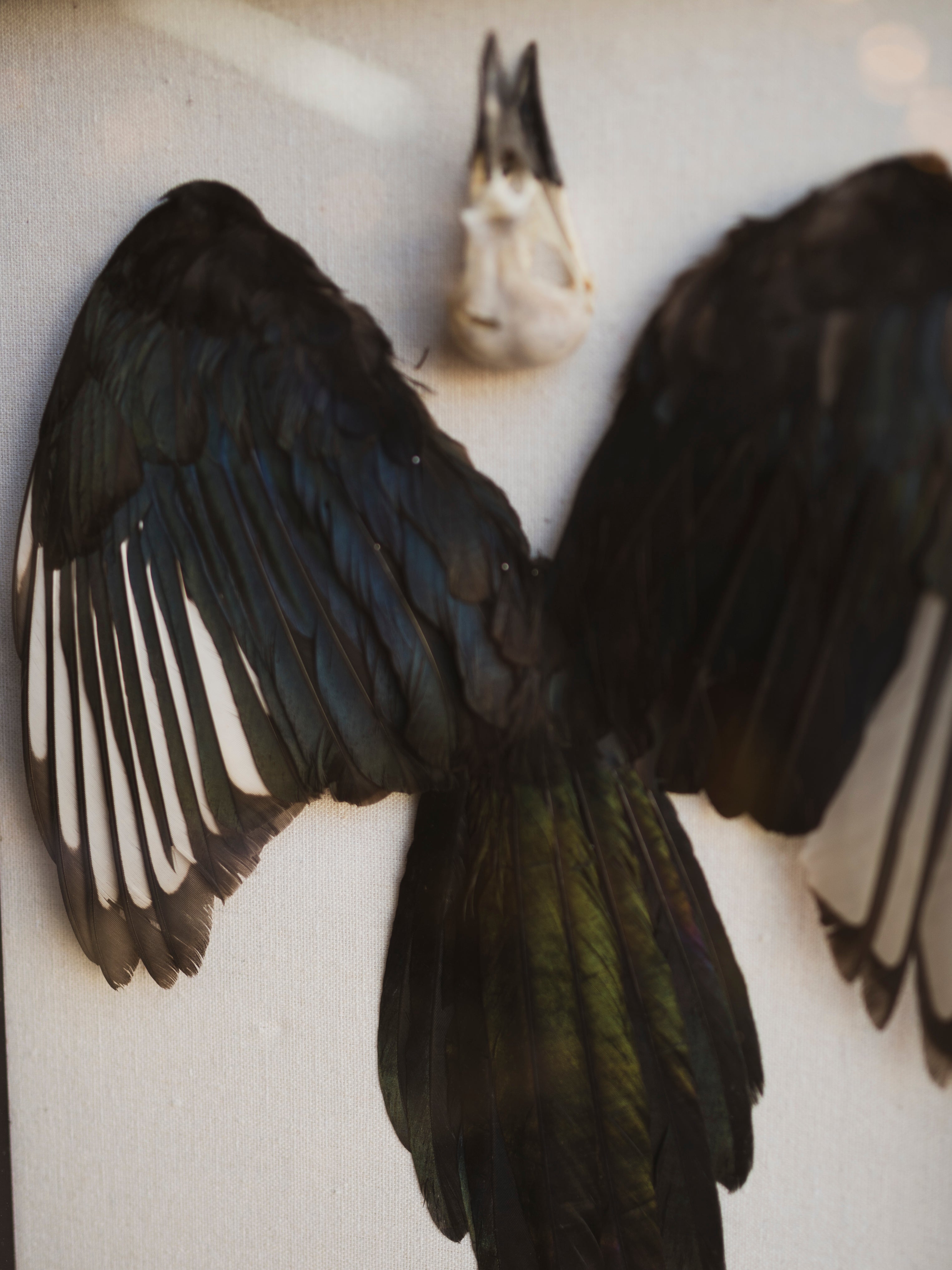 15x12" Framed Magpie Skull, Feathers and Tail, SB0126