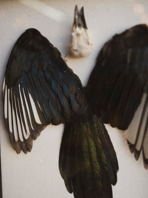 15x12" Framed Magpie Skull, Feathers and Tail, SB0126