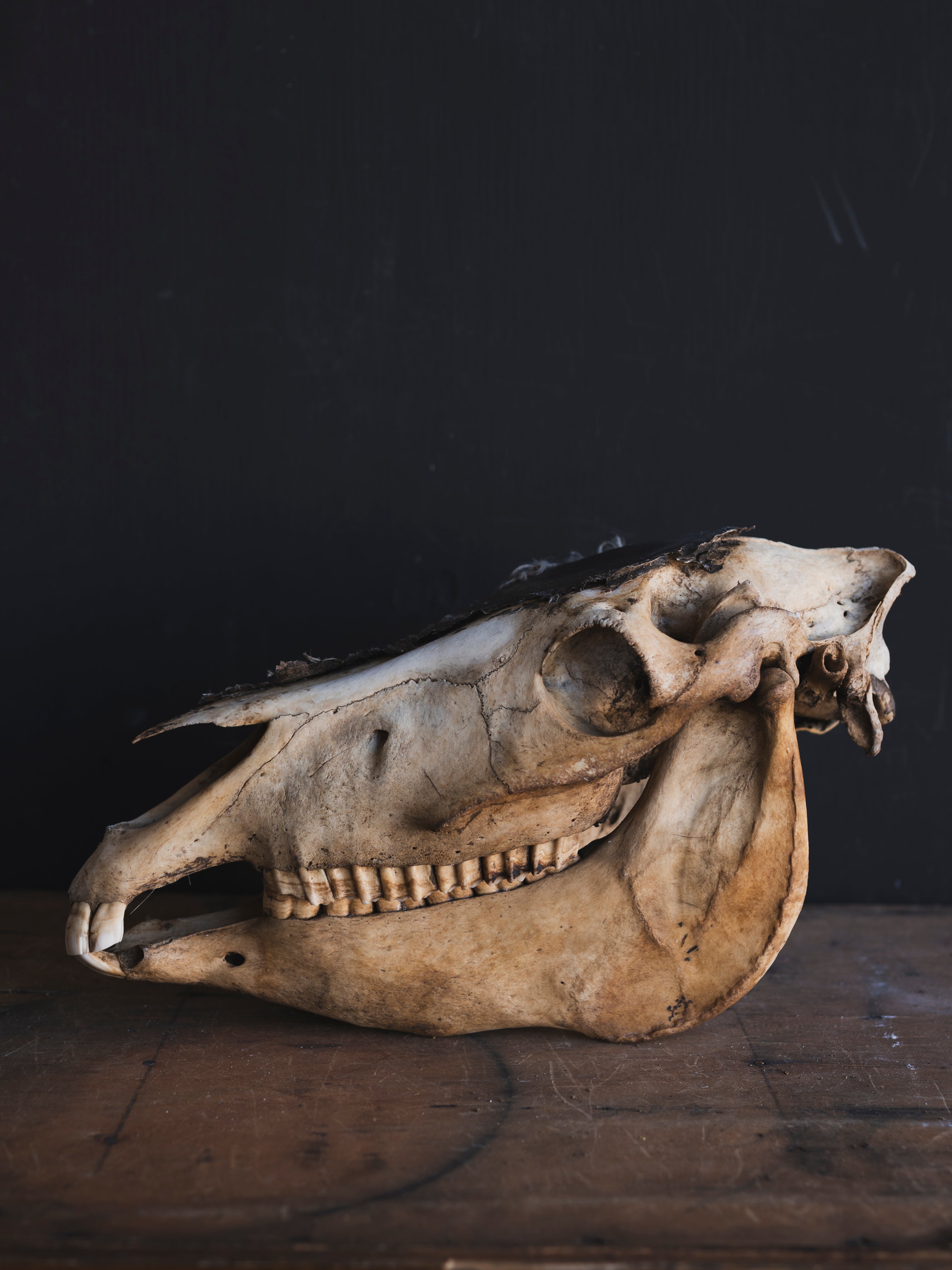 LAYAWAY Half Mummified Half Skeleton Donkey Head in Glass Case, PS329