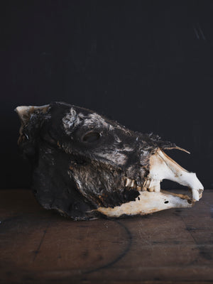 LAYAWAY Half Mummified Half Skeleton Donkey Head in Glass Case, PS329