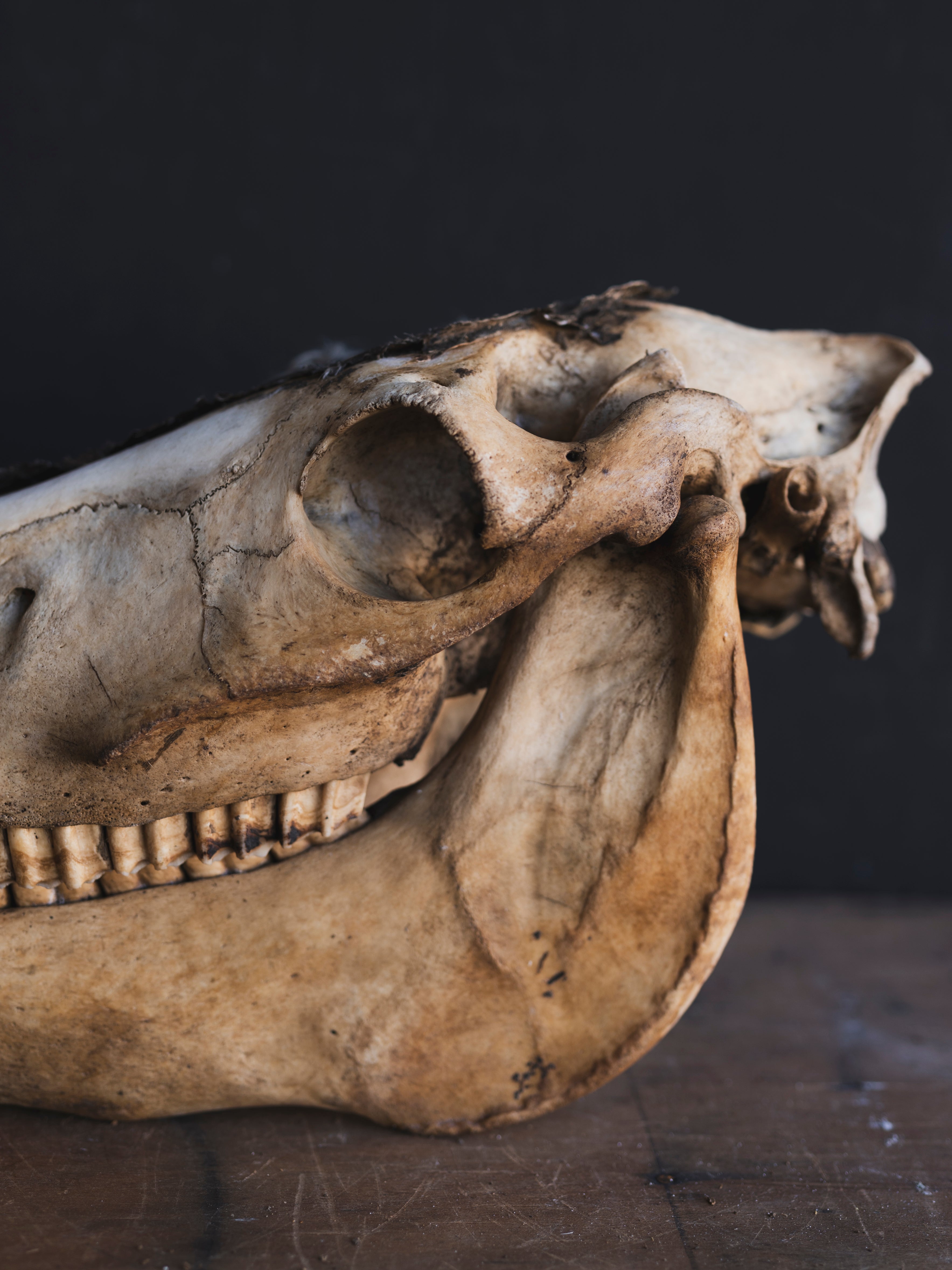 LAYAWAY Half Mummified Half Skeleton Donkey Head in Glass Case, PS329