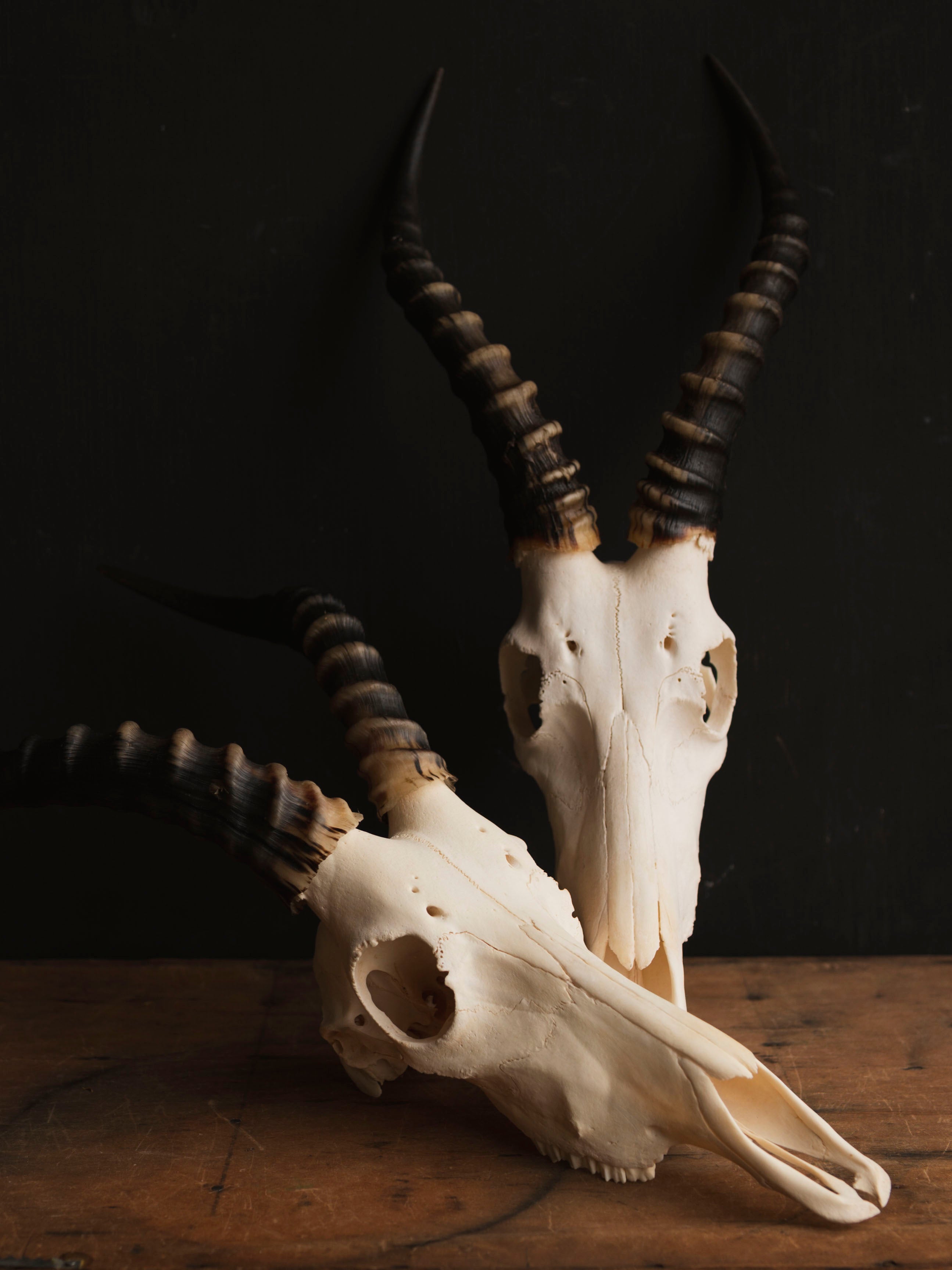 Male Blesbok Skull, SB681 – Black Moth
