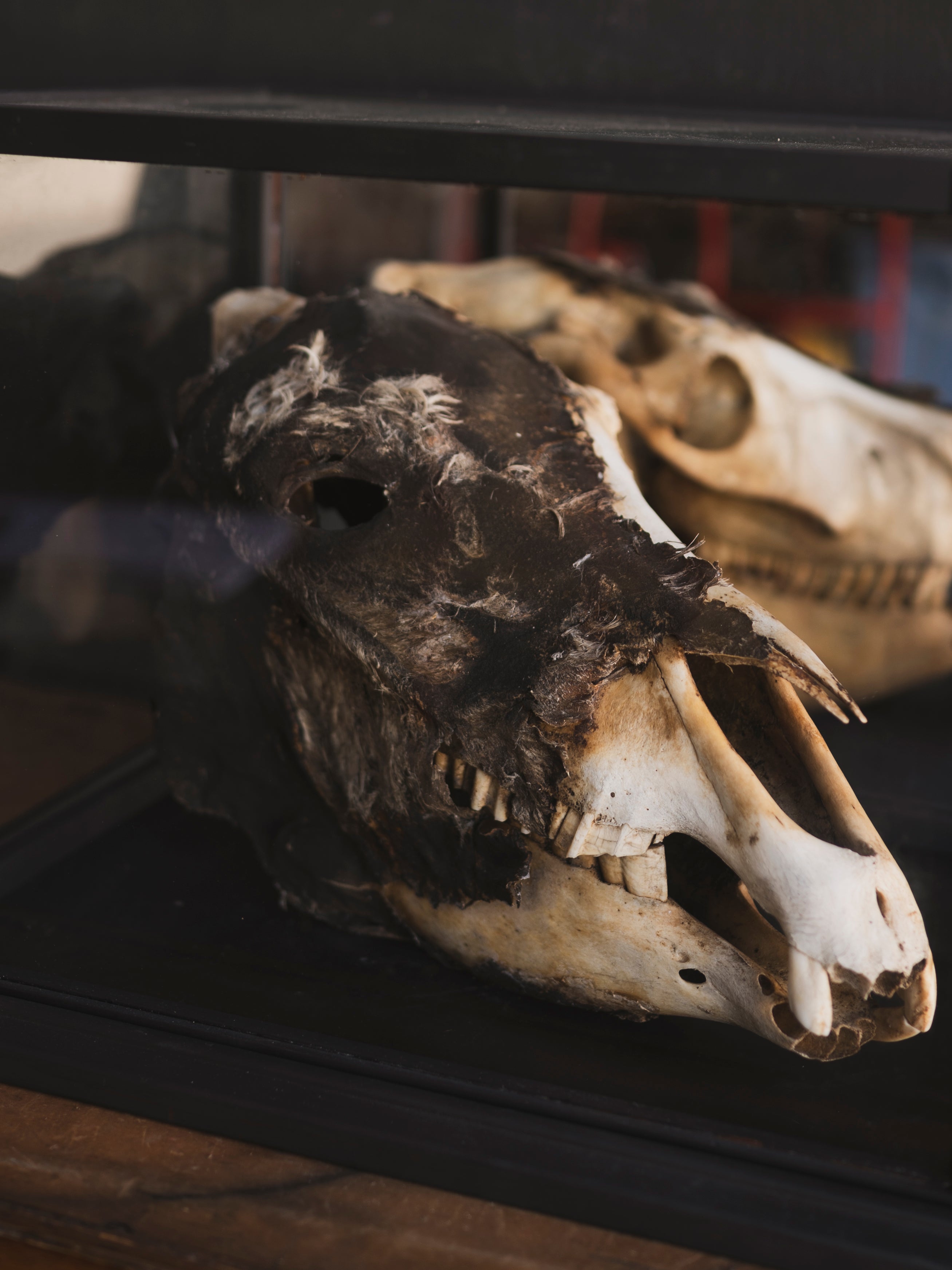 LAYAWAY Half Mummified Half Skeleton Donkey Head in Glass Case, PS329