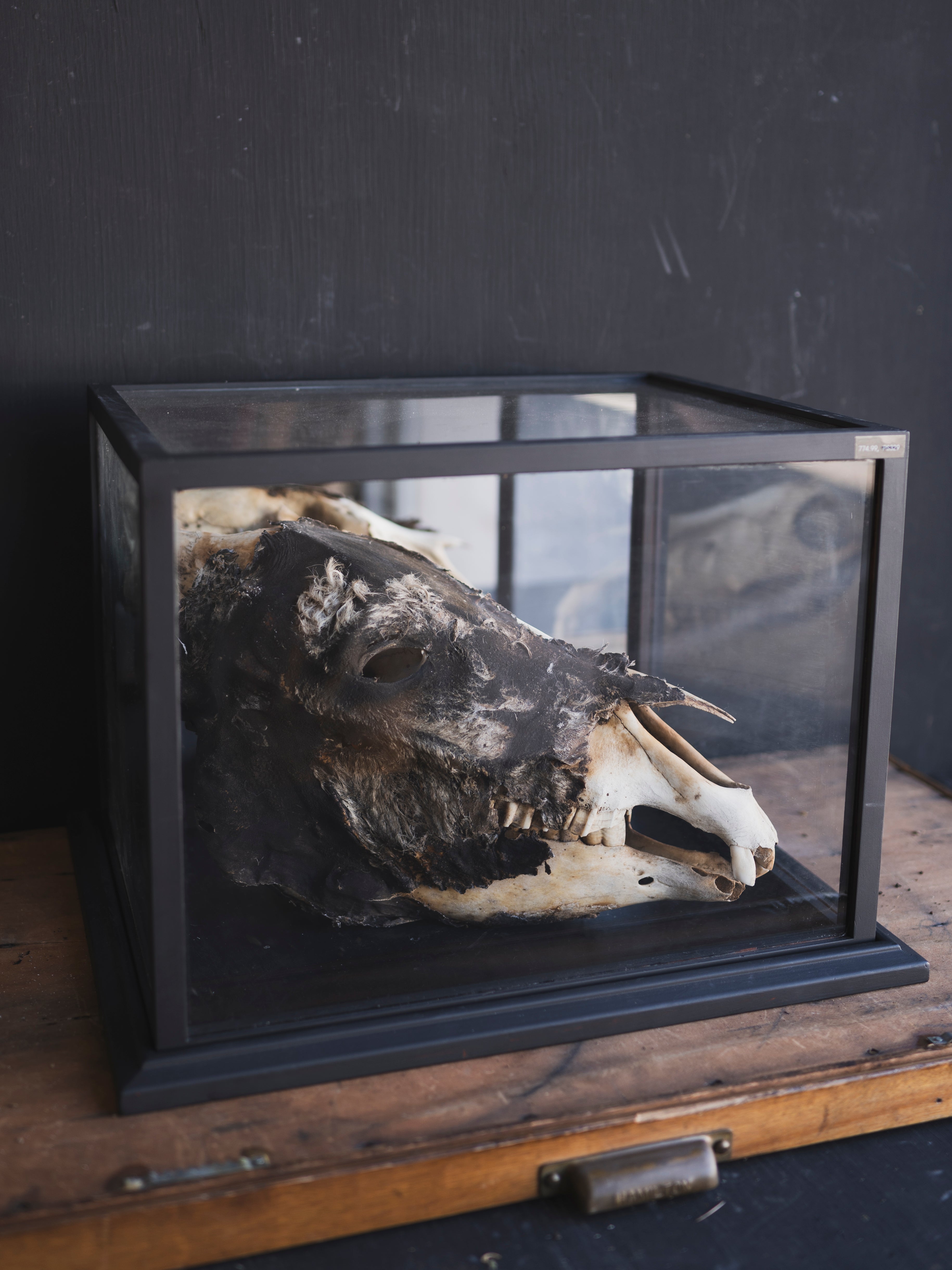 LAYAWAY Half Mummified Half Skeleton Donkey Head in Glass Case, PS329