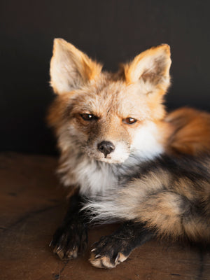 Full Body Fox Taxidermy (Fable), TA96 – Black Moth