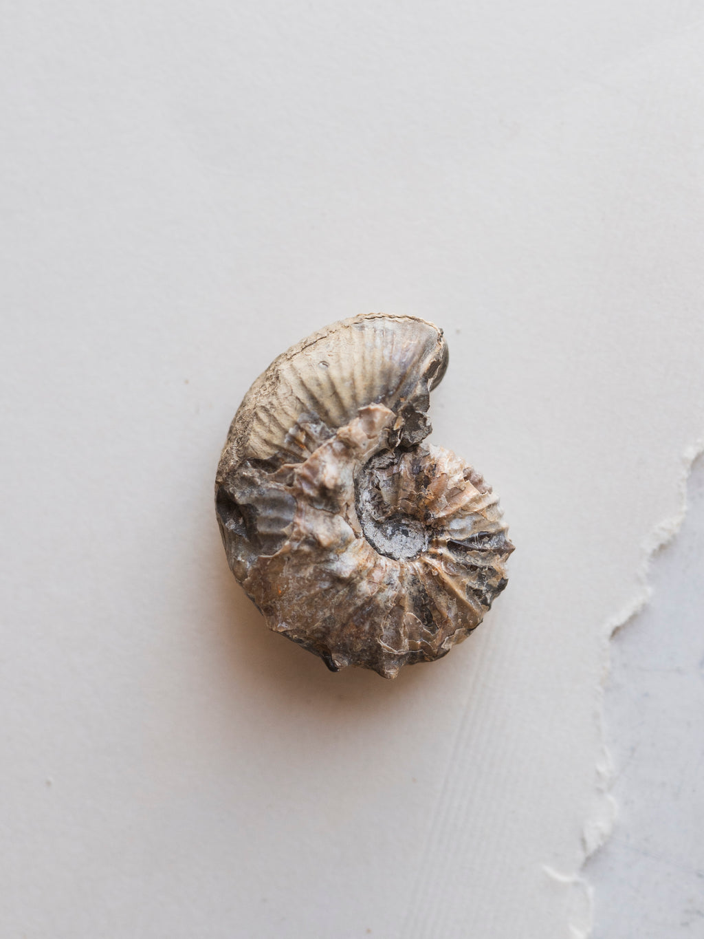 1.75” Fossilized Scaphite Ammonite, RM80