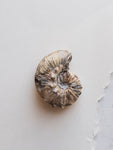 1.75” Fossilized Scaphite Ammonite, RM80