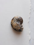 1.5” Fossilized Scaphites Nodosus Ammonite, RM72