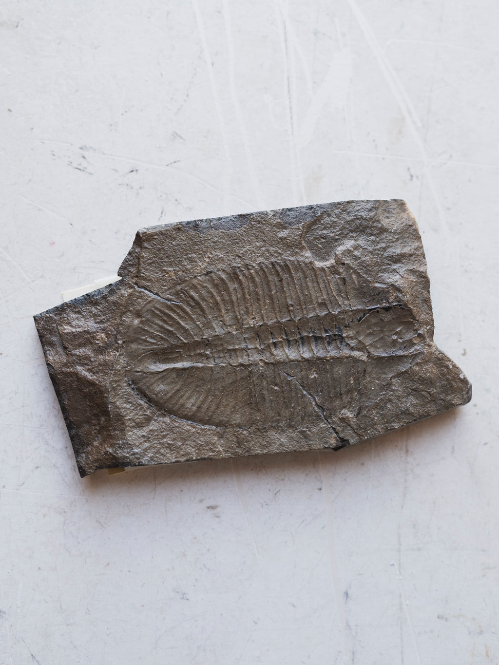 Fossilized Phacops Trilobite, RM397