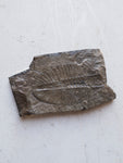 Fossilized Phacops Trilobite, RM397