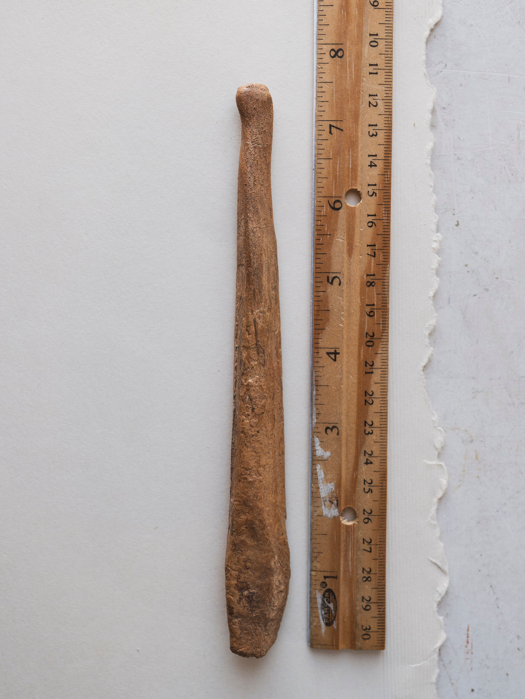 7.5” Fossilized Cave Bear Baculum, RM684