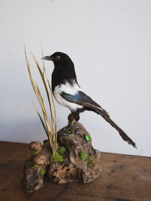 Taxidermy Magpie on Branch, TA910