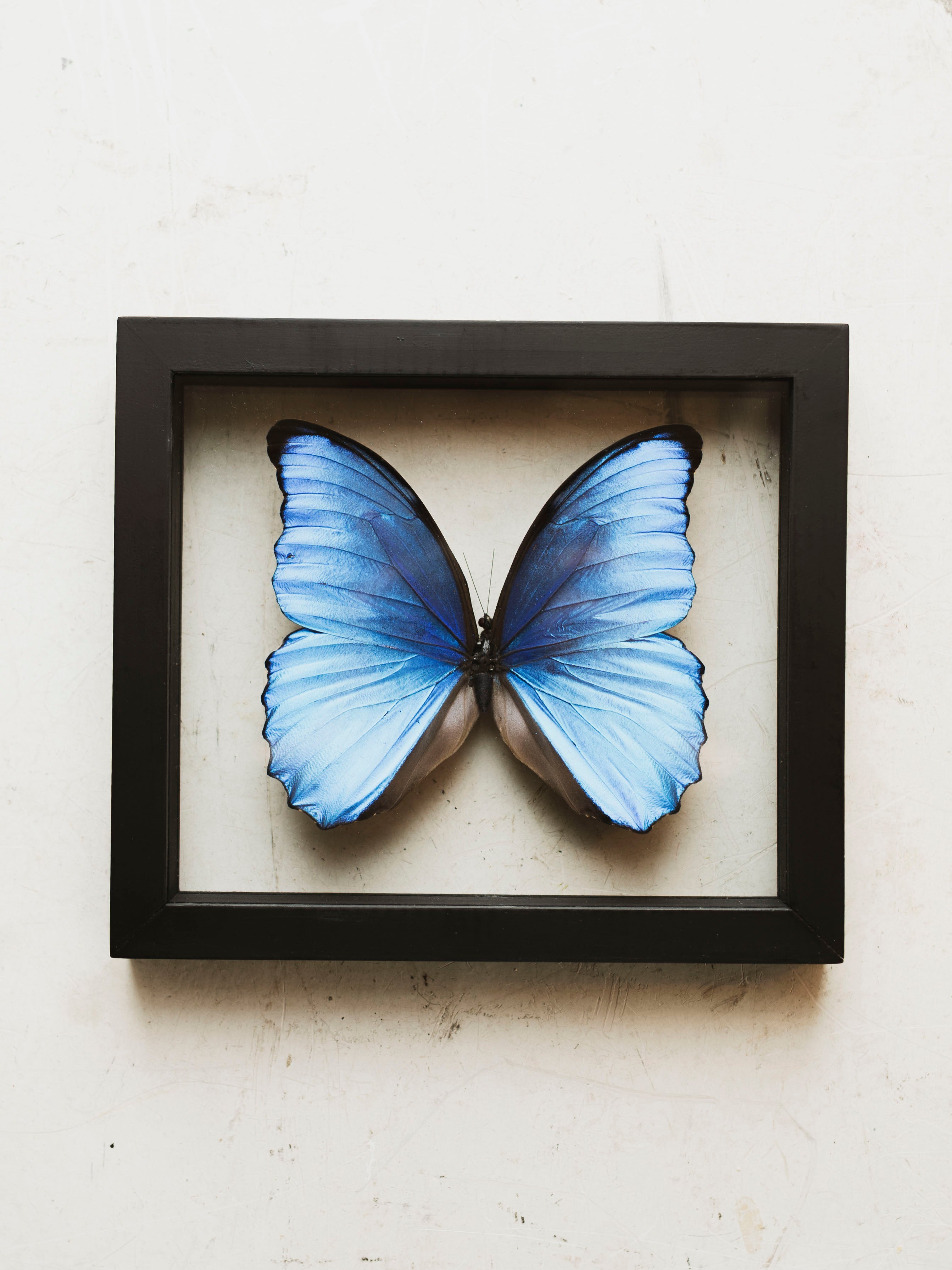 モルフォブルー Framed Double Glass Blue Morpho Butterfly, IN046 – Black Moth